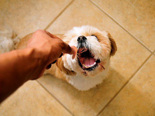 7 atitudes dos donos de humanizar os animais de estimação