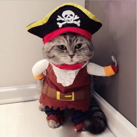 Gato vestido de capitão