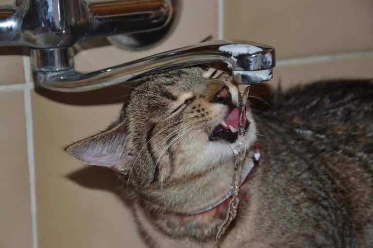 gatos não gostam de água parada