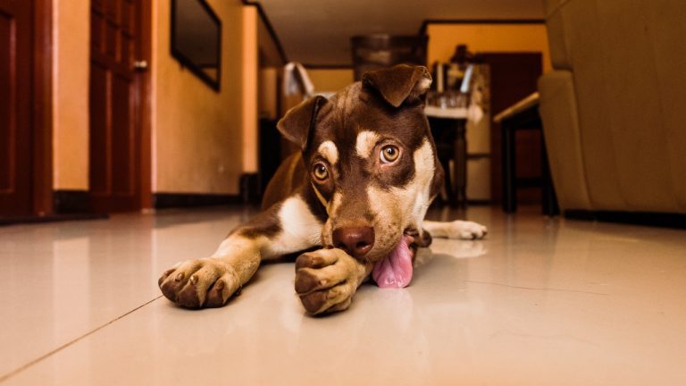 10 mitos sobre cachorros