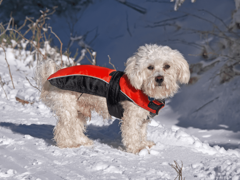 Como evitar que seu cachorro passe frio