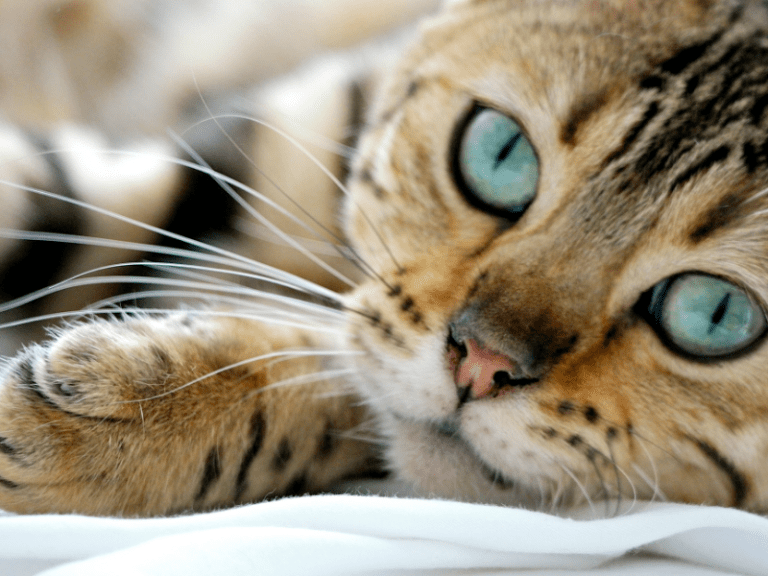 7 Motivos para correr com o seu gato para o veterinário