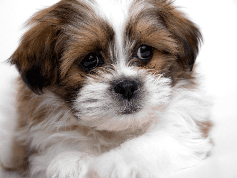 Raças de cachorro: Shih Tzu, Artigos