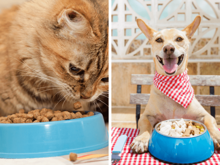 7-grandes-diferenças-entre-cães-e-gatos-alimentação