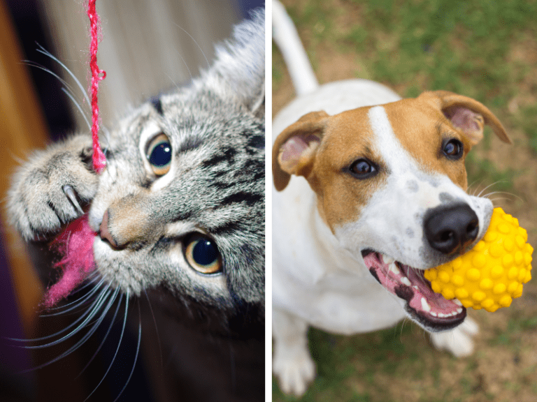 7-grandes-diferenças-entre-cães-e-gatos-brincadeiras