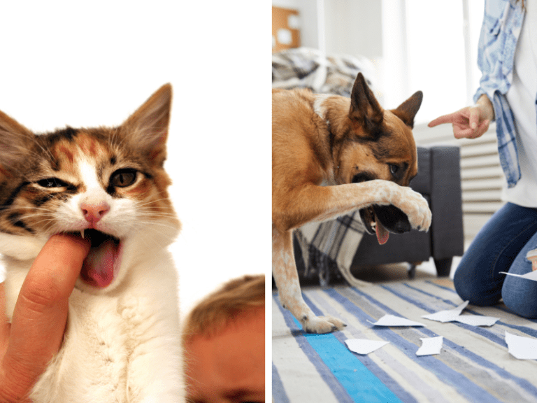7-grandes-diferenças-entre-cães-e-gatos-comportamento