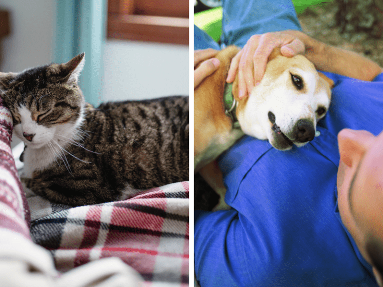 7-grandes-diferenças-entre-cães-e-gatos-demonstrações-de-afeto