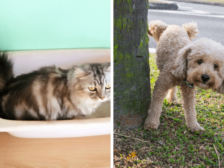 7-grandes-diferenças-entre-cães-e-gatos-necessidades-fisiológicas