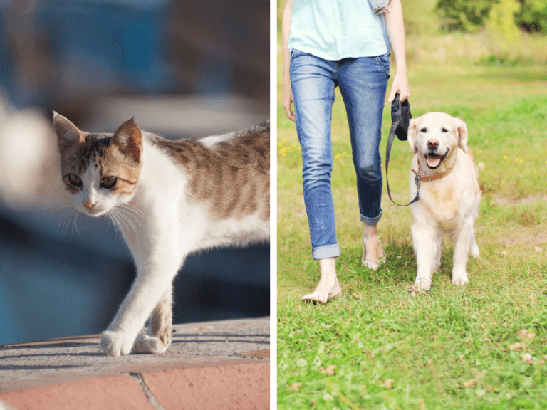 7-grandes-diferenças-entre-cães-e-gatos-passeios