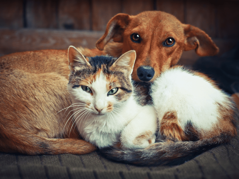 7-grandes-diferenças-entre-cães-e-gatos